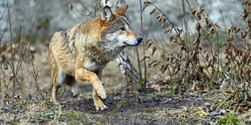 Loup : une première attaque possible en Meurthe-et-Moselle